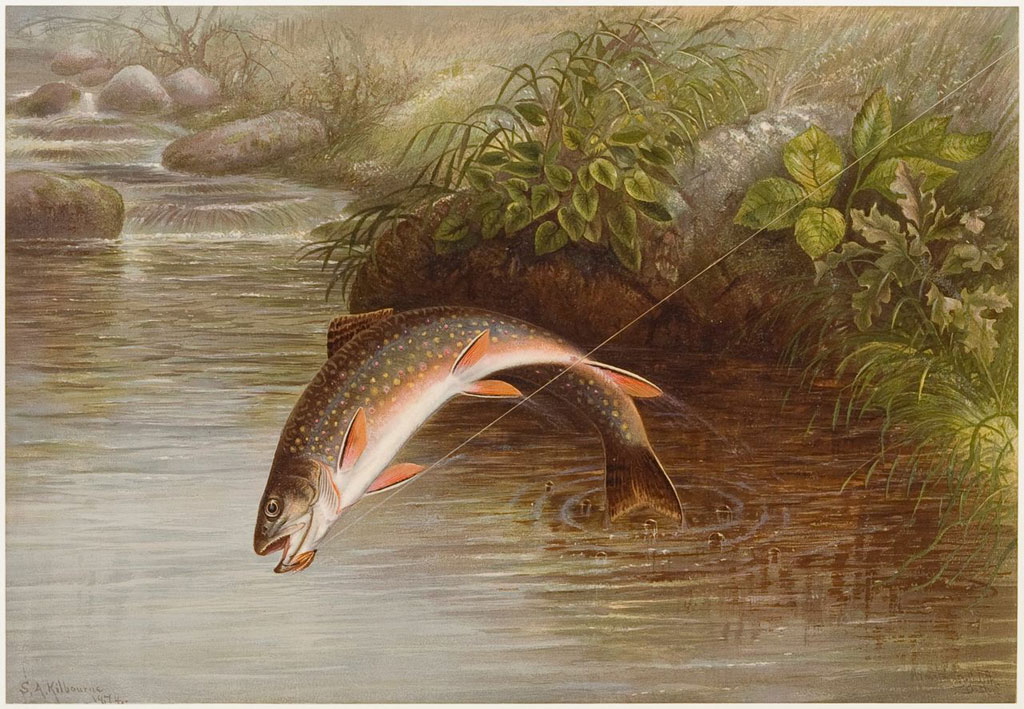 Speckled Trout by Samuel Kilbourne (1879) from Game Fishes of the United St...