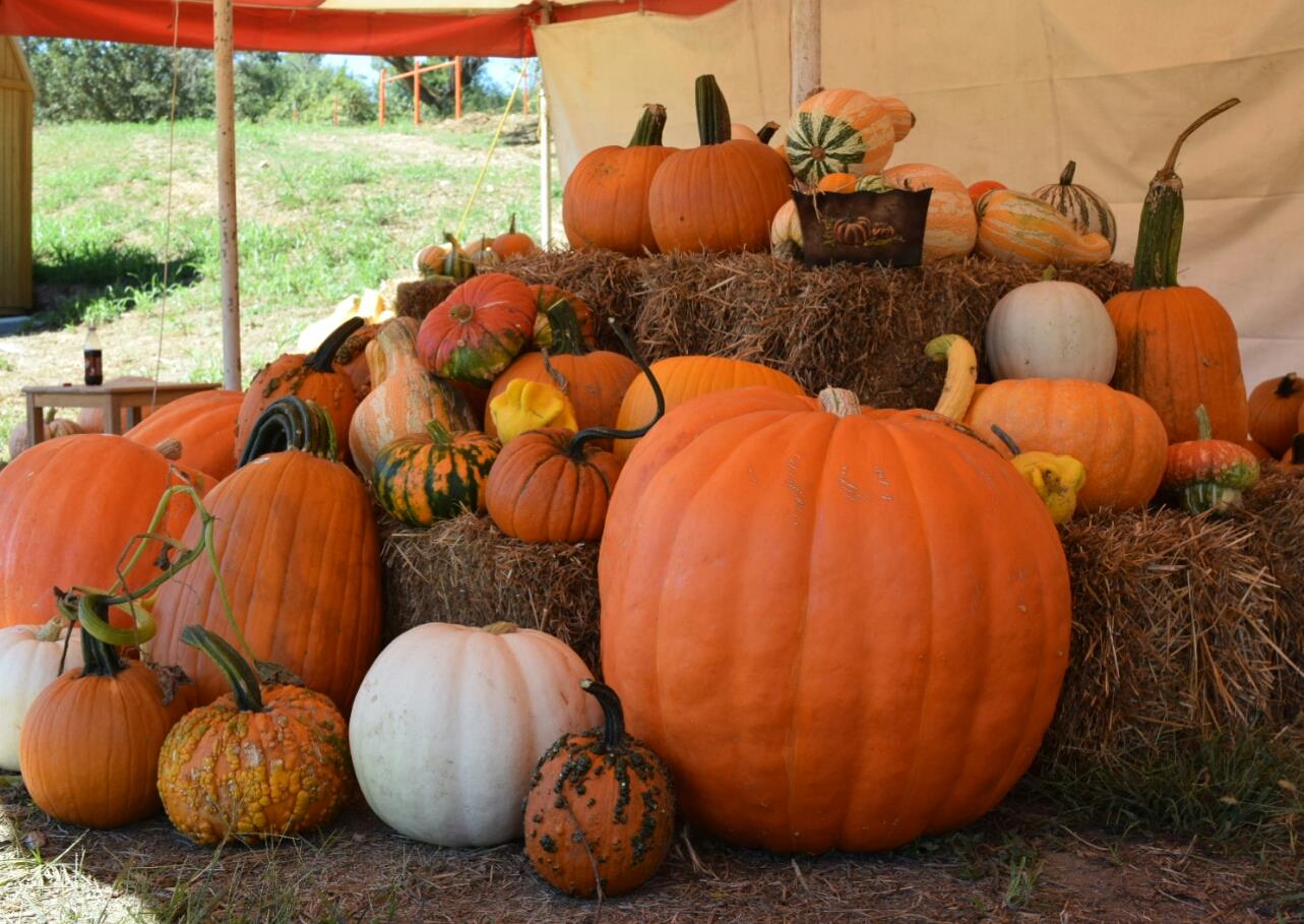 Pumpkins and gourds from Shipley Farms (formerly Dickey Farms). 