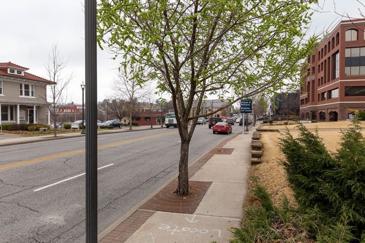 Street tree pruning project planned in downtown Fayetteville.