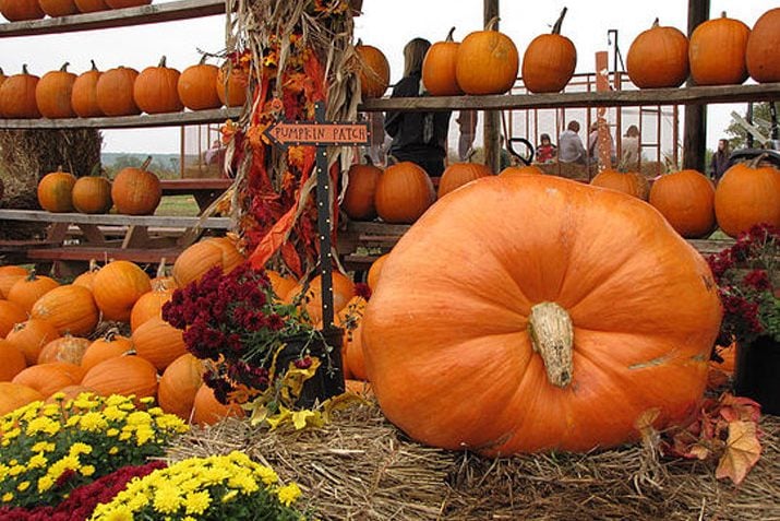 Pumpkin patches, corn mazes, petting zoos, and more open ...