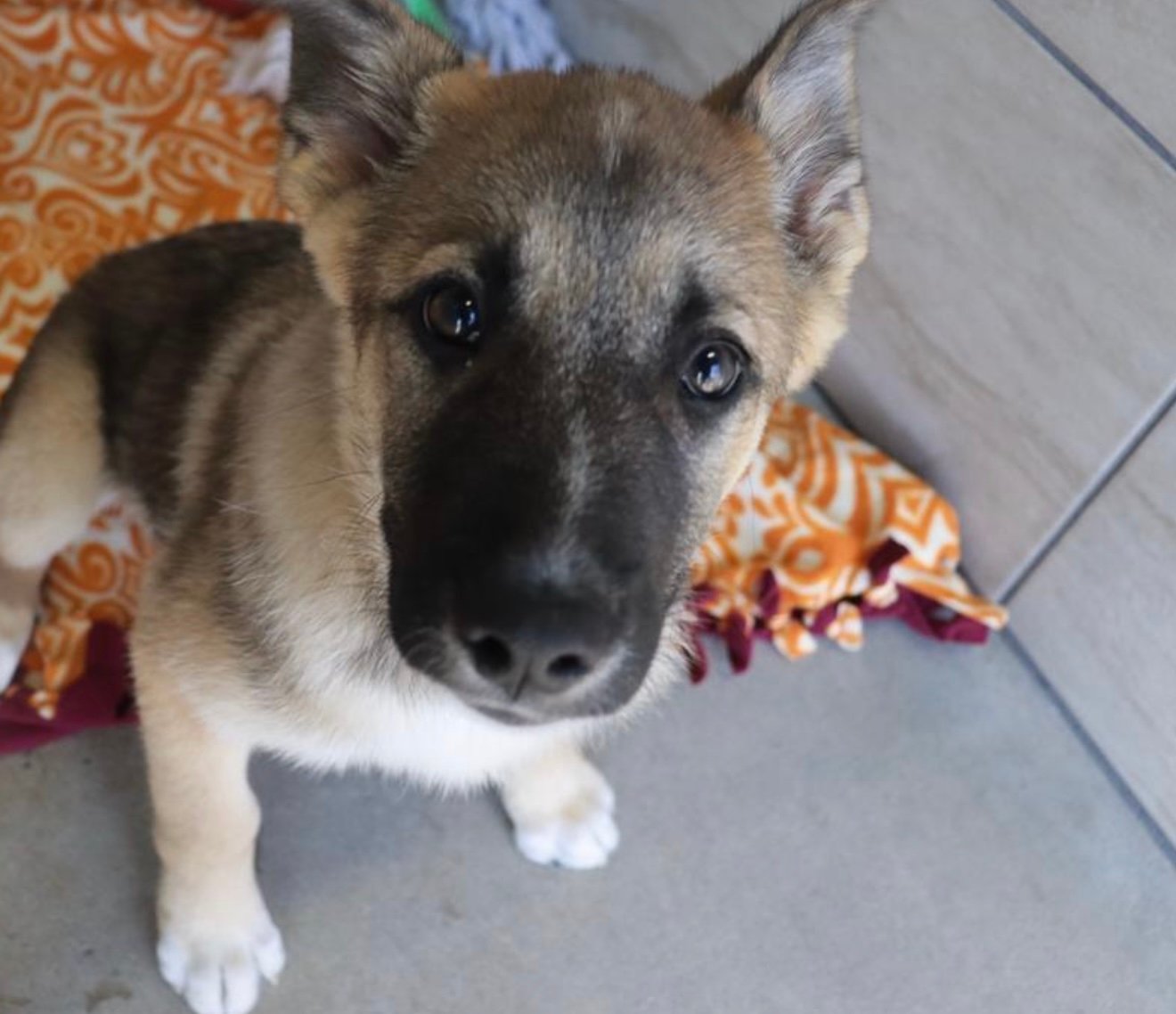 Fayetteville animal shelter to offer free dog adoptions during spring break  – Fayetteville Flyer